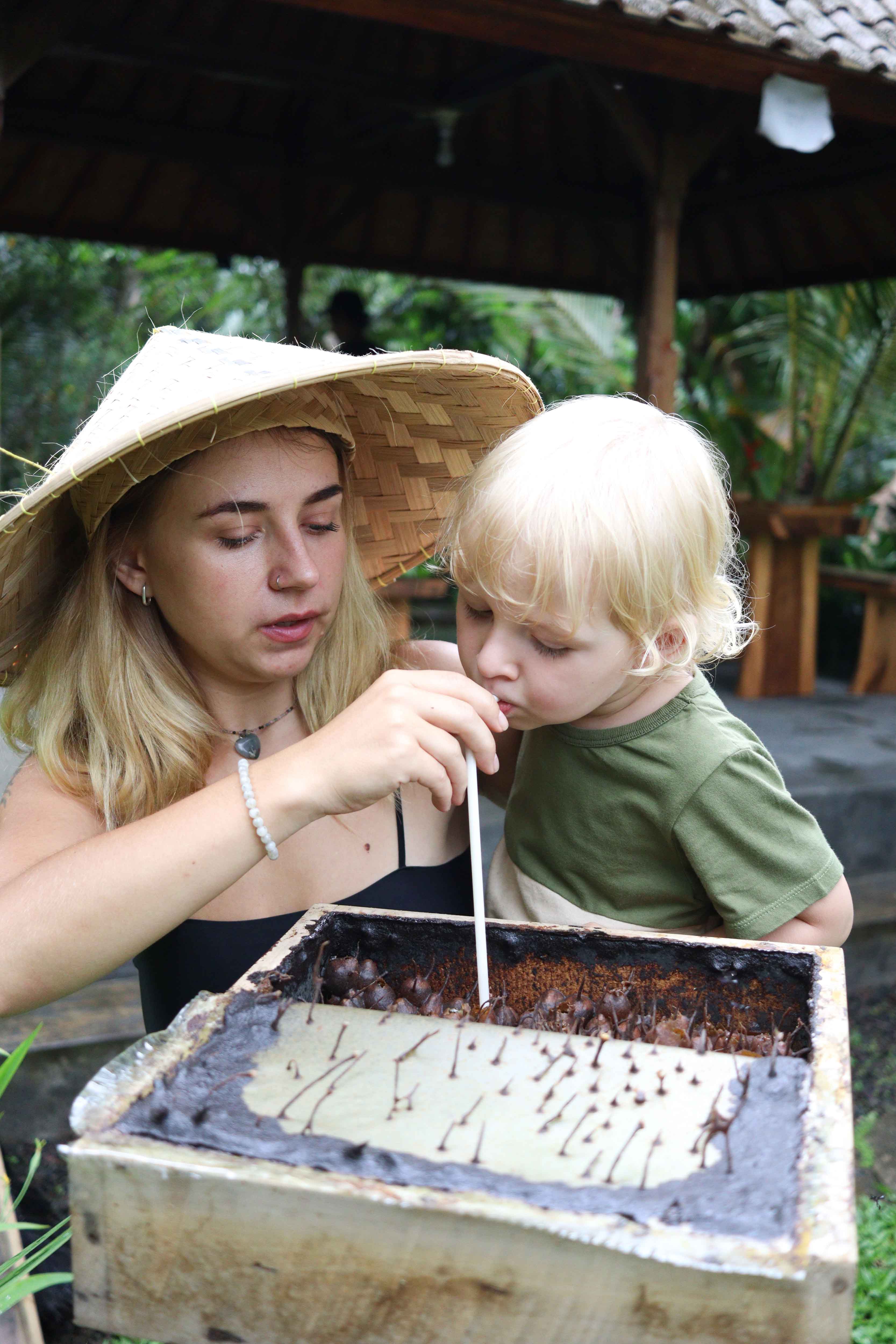 Lebah Klanceng (Trigona bee)